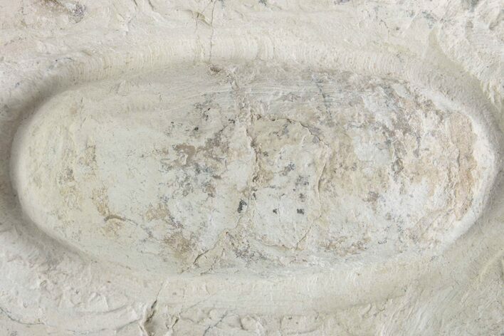 Eocene Fossil Crocodile Egg - Bouxwiller, France #366876